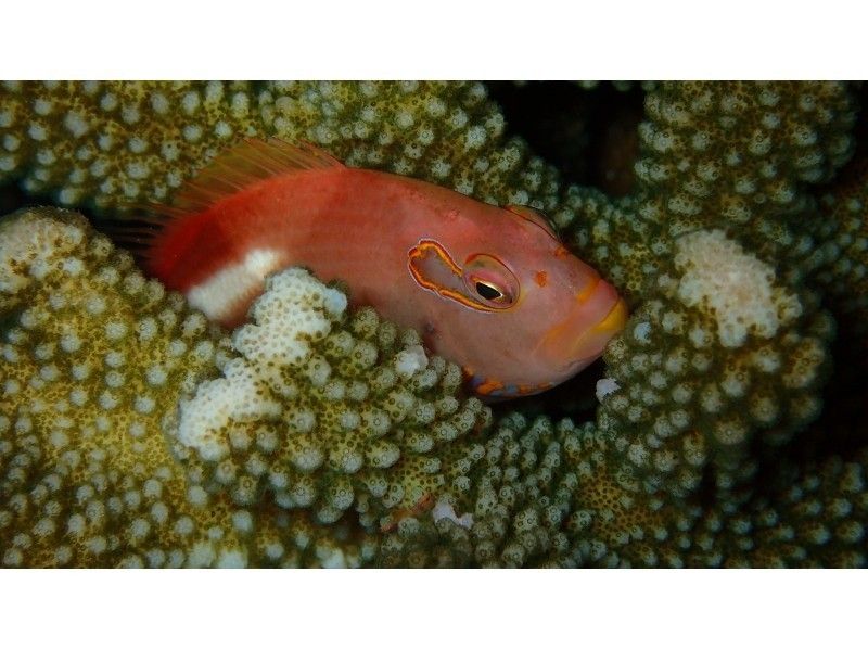 【沖縄・宮古島】ボートで行くナイトダイビングの紹介画像