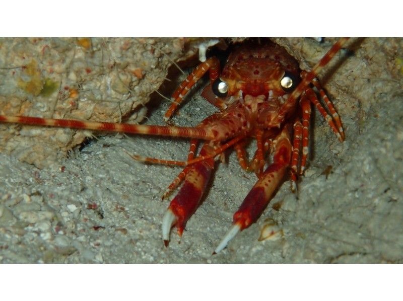 【沖縄・宮古島】ボートで行くナイトダイビングの紹介画像