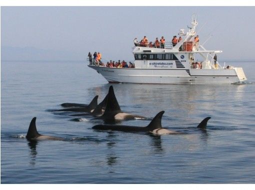 Dolphin watching in Shiretoko, Hokkaido