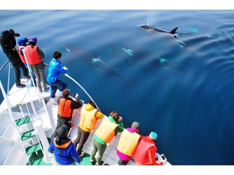 [北海道知床]您可以在天然海中遇見鯨魚和海豚！沒有經驗的遊船の紹介画像