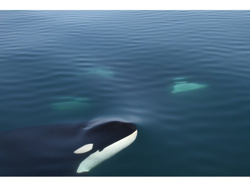 [北海道知床]您可以在天然海中遇見鯨魚和海豚！沒有經驗的遊船の紹介画像