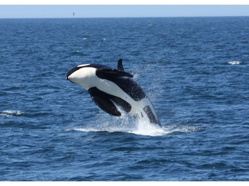 [北海道知床]您可以在天然海中遇見鯨魚和海豚！沒有經驗的遊船の紹介画像