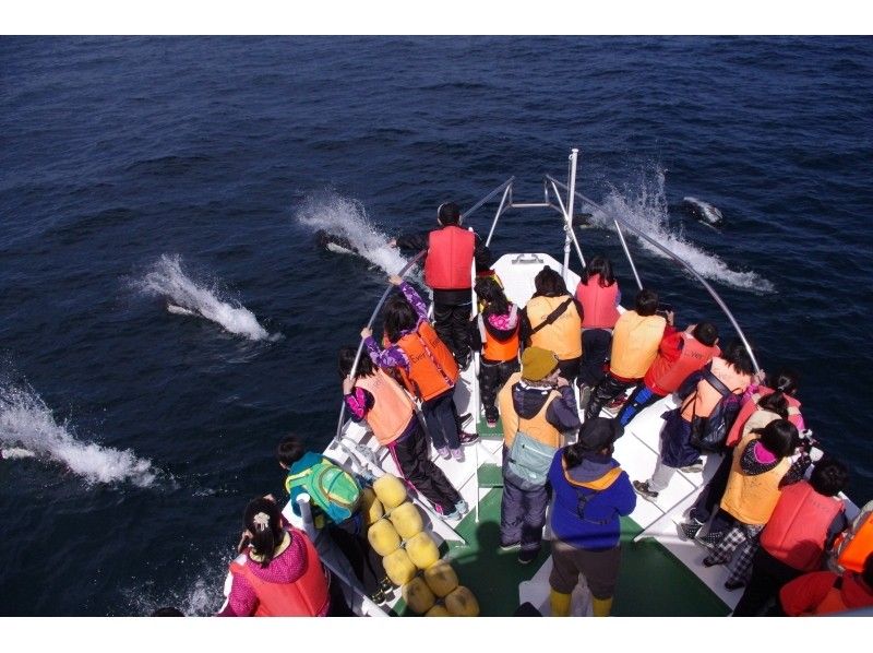 [北海道知床]您可以在天然海中遇見鯨魚和海豚！沒有經驗的遊船の紹介画像