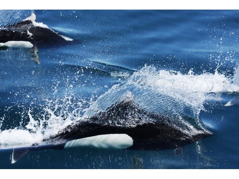 [北海道知床]您可以在天然海中遇見鯨魚和海豚！沒有經驗的遊船の紹介画像