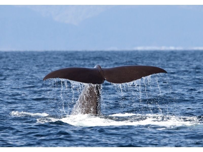 [北海道知床]您可以在天然海中遇見鯨魚和海豚！沒有經驗的遊船の紹介画像