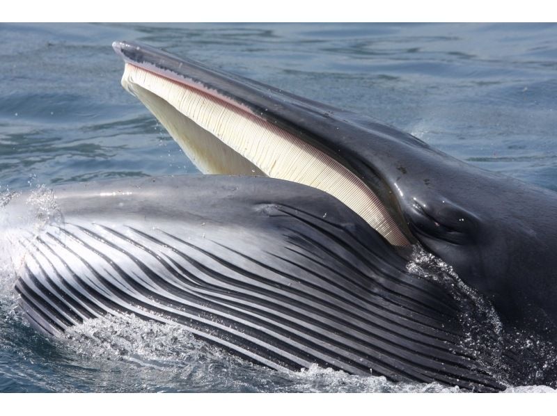 [北海道知床]您可以在天然海中遇見鯨魚和海豚！沒有經驗的遊船の紹介画像