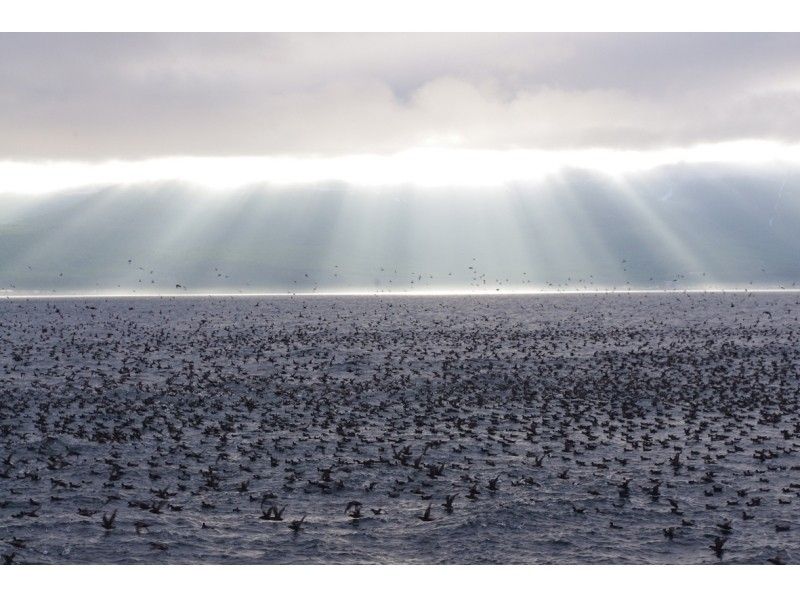 [北海道知床]您可以在天然海中遇見鯨魚和海豚！沒有經驗的遊船の紹介画像
