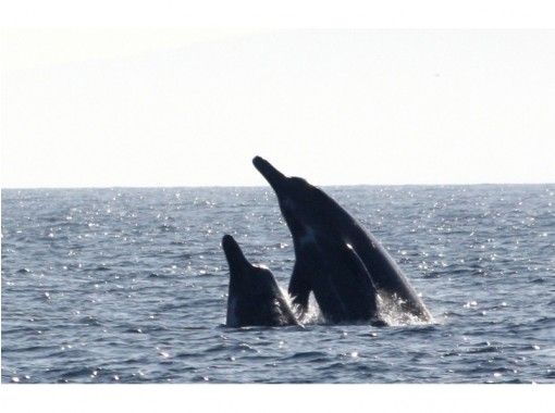 北海道・知床】大自然の海でクジラやイルカに出会える！未体験の