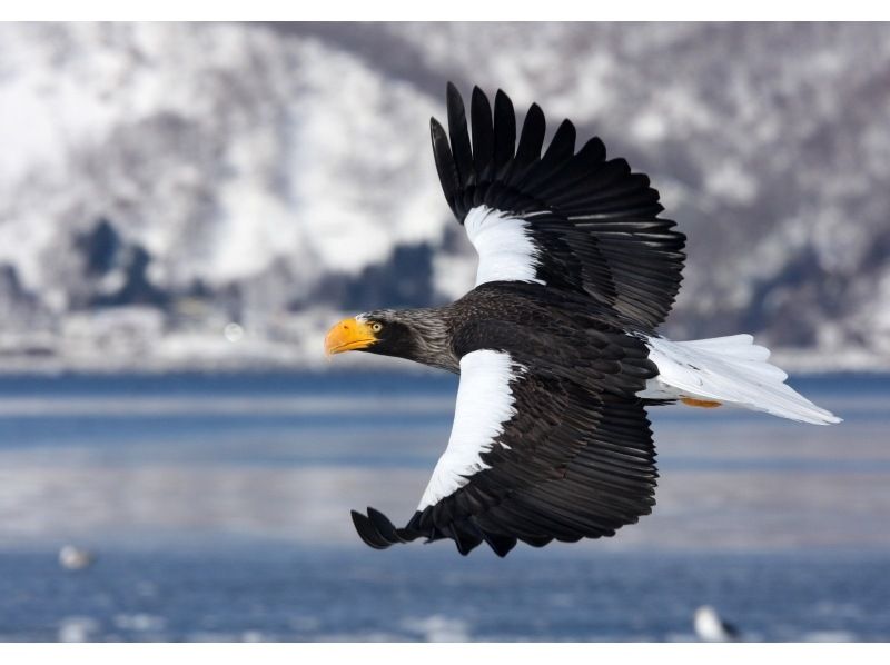 [Hokkaido Shiretoko] Feel free to experience! Drift ice Cruising& bird watching (13:00 departure / 1 hour course)の紹介画像