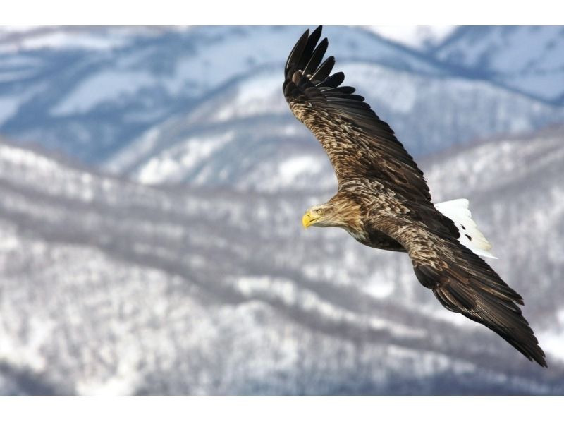 [Hokkaido Shiretoko] Feel free to experience! Drift ice Cruising& bird watching (13:00 departure / 1 hour course)の紹介画像