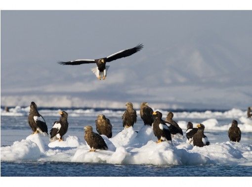 北海道・流氷ツアー│開催時期は?服装は?2022年シーズン予約受付おすすめ体験プラン&ショップ情報