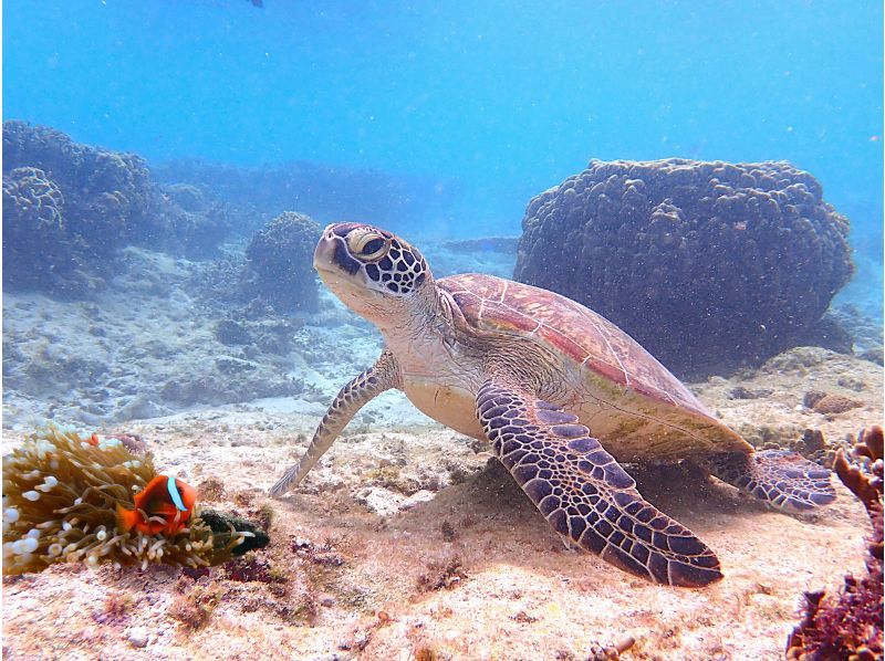  【☆送迎付き・初心者向け・3～70歳可☆】ウミガメ・クマノミがいる天然水族館ツアー（ジョン万ビーチ）プロガイドが案内するシュノーケリング☆の紹介画像