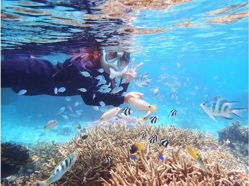 【カラフルなお魚とサンゴ礁が近くで見える！！】天然水族館でビーチシュノーケルツアー｜3～70歳｜送迎無料｜エサやり無料