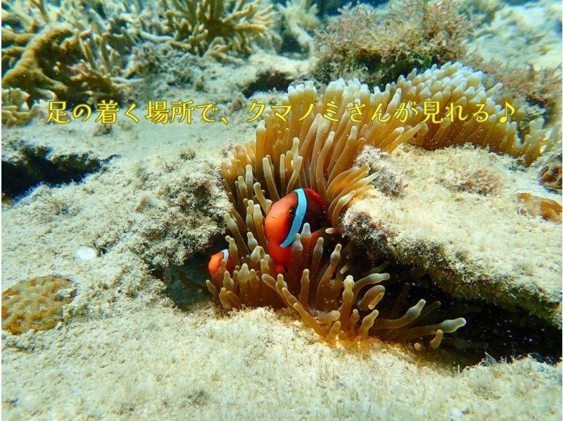  【☆送迎付き・初心者向け・3～70歳可☆】ウミガメ・クマノミがいる天然水族館ツアー（ジョン万ビーチ）プロガイドが案内するシュノーケリング☆の紹介画像