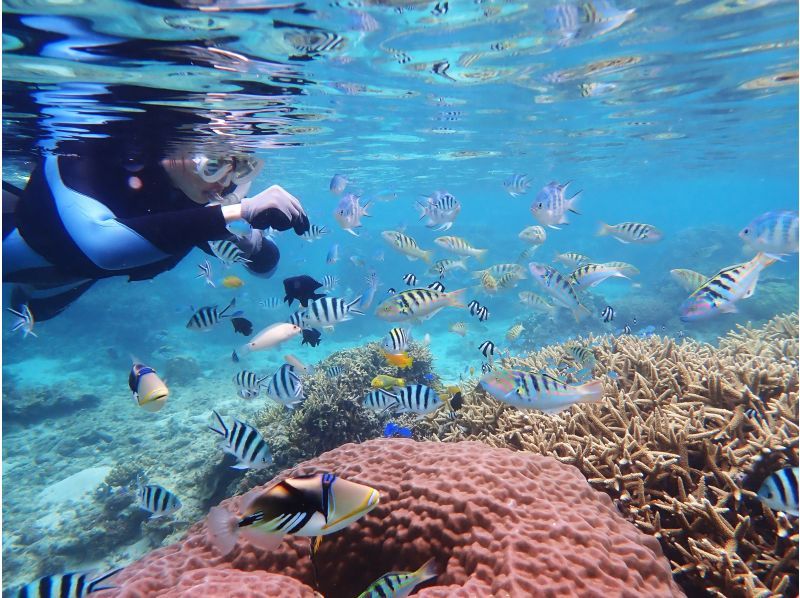 【カラフルなお魚とサンゴ礁が近くで見える！！】天然水族館でビーチシュノーケルツアー｜3～70歳｜送迎無料｜エサやり無料