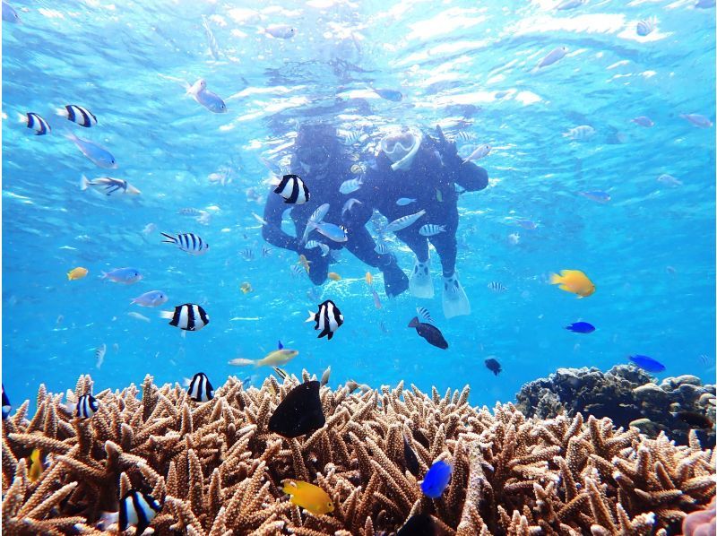  【☆送迎付き・初心者向け・3～70歳可☆】ウミガメ・クマノミがいる天然水族館ツアー（ジョン万ビーチ）プロガイドが案内するシュノーケリング☆の紹介画像