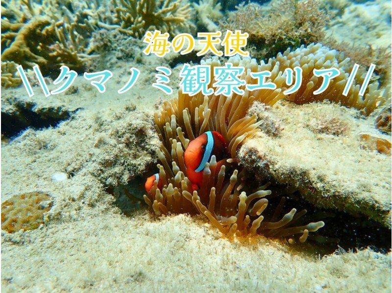  【☆送迎可・初心者向け・3～70歳可☆】ウミガメ・クマノミがいる天然水族館ツアー（ジョン万ビーチ）プロガイドが案内するシュノーケリング☆の紹介画像