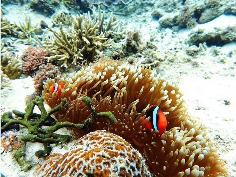  【☆送迎付き・初心者向け・3～70歳可☆】ウミガメ・クマノミがいる天然水族館ツアー（ジョン万ビーチ）プロガイドが案内するシュノーケリング☆の紹介画像