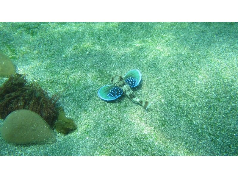 [คานากาว่าจังหวัด, Miura Peninsula,ฮิกาชิอิซุ]โตเกียวเรือ 2 ลำในเวลาประมาณ 90 นาทีดำน้ำ! ปะการังอ่อนทะเลกับภูมิประเทศที่น่าสนใจの紹介画像