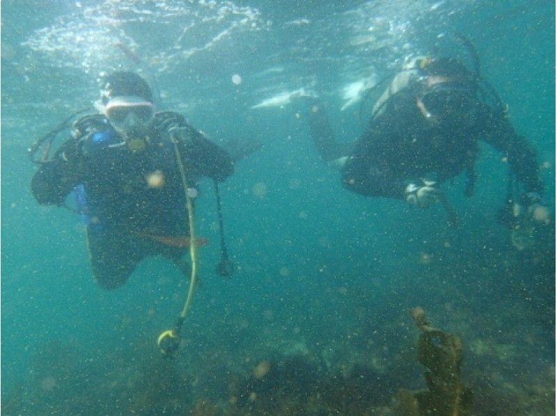 [Kanagawa Prefecture, Miura Peninsula, Higashi Izu]Tokyo About 90 minutes from Refreshing for blank divers Divingの紹介画像
