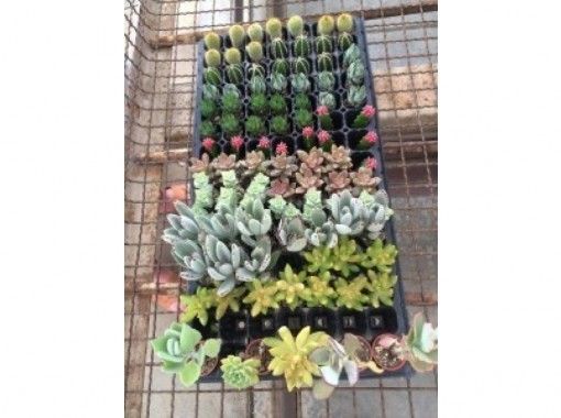 愛知 名古屋 植物を自由にアレンジ グリーンカクテル を作ろう ドリンク付き アクティビティジャパン