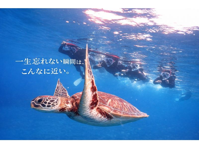 【失敗しない海デビュー｜石垣島】体験ダイビング＆ウミガメシュノーケリング｜半日11,000円の紹介画像