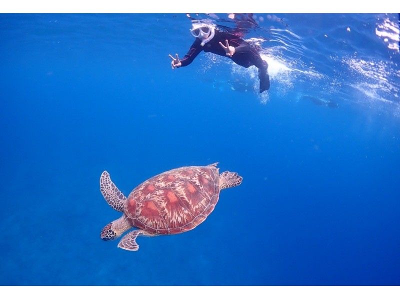 直接予約OK！【ウミガメと泳ぐ】石西礁湖体験ダイビング＆ウミガメシュノーケリング・残り半日は観光などに使えるの紹介画像