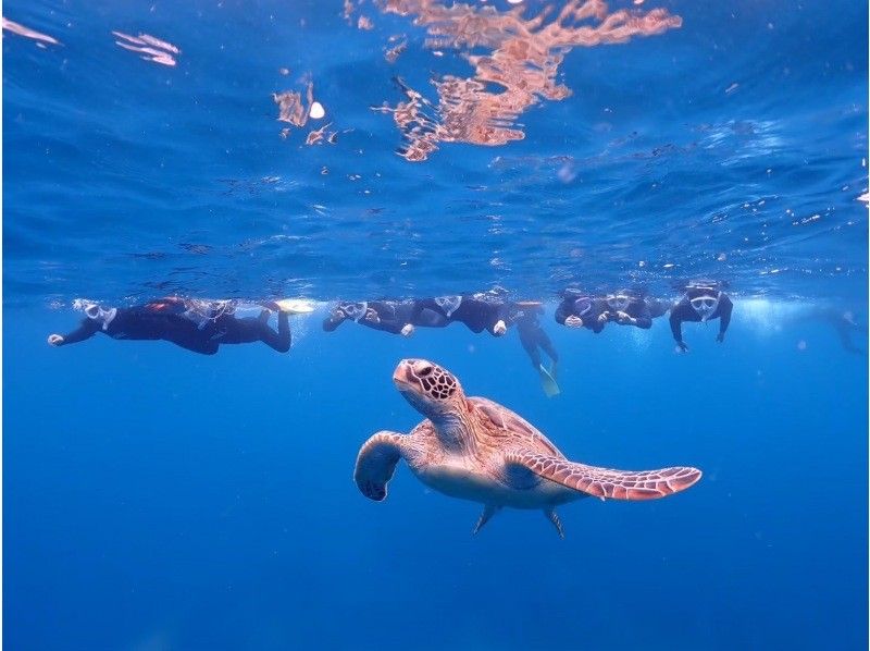 【失敗しない海デビュー｜石垣島】体験ダイビング＆ウミガメシュノーケリング｜半日11,000円の紹介画像