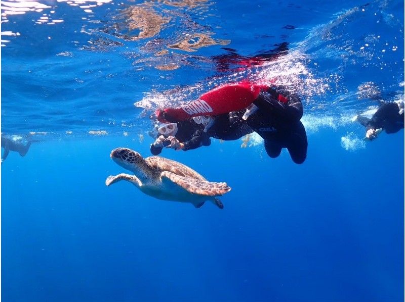 【失敗しない海デビュー｜石垣島】体験ダイビング＆ウミガメシュノーケリング｜半日11,000円の紹介画像