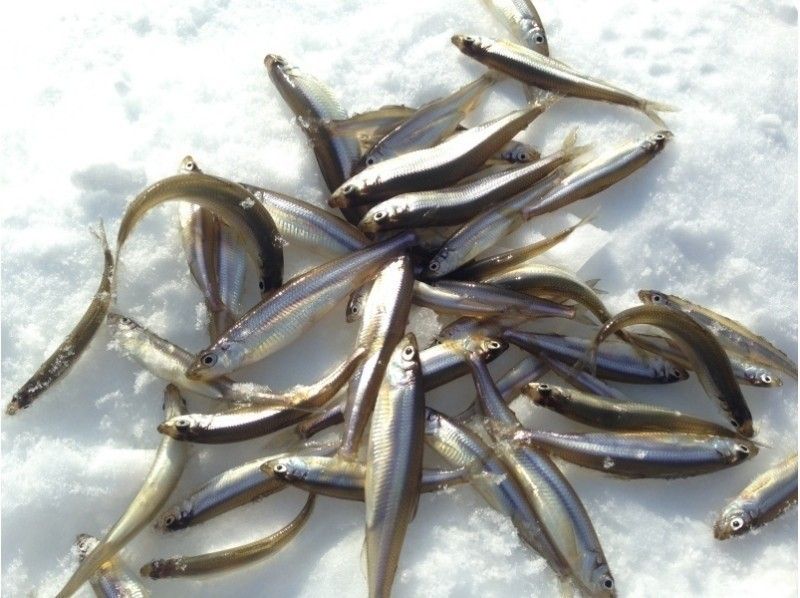 [Minami Furano, Lake Kinzan] น้ำแข็งตกปลาเยือกแข็ง(Smelt Fishing)ทัวร์ครึ่งวัน☆ฟรีจาก Furano! รสชาติของเทมปุระหลอมเหลวด้วย☆の紹介画像