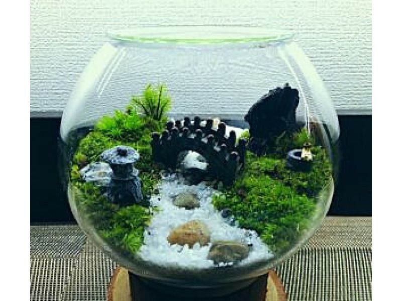 [Tokyo/ Shinjuku] Expanding nature! Moss terrarium (cute glass ball) creation experience ♪の紹介画像