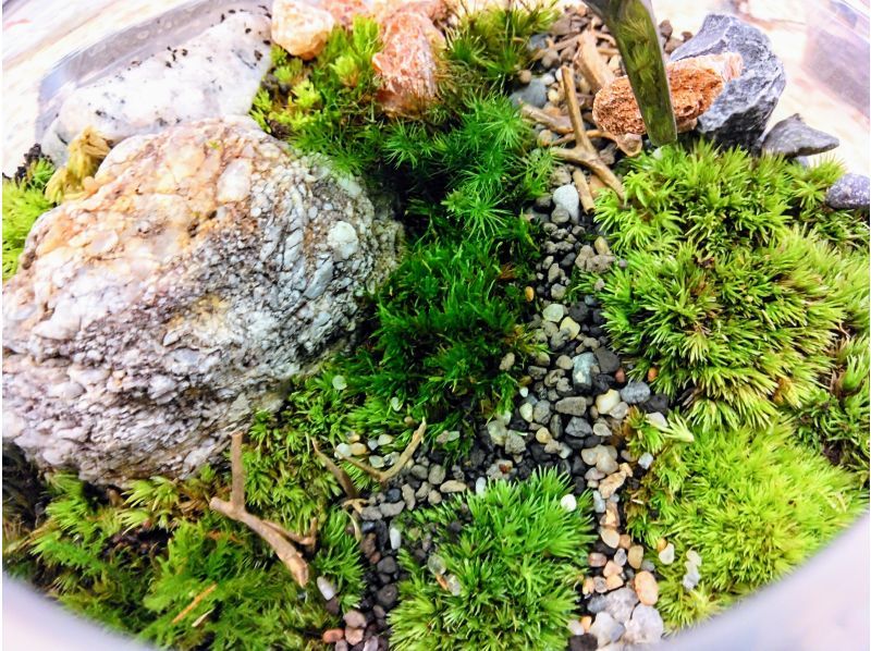 [Tokyo/ Shinjuku] Expanding nature! Moss terrarium (cute glass ball) creation experience ♪の紹介画像