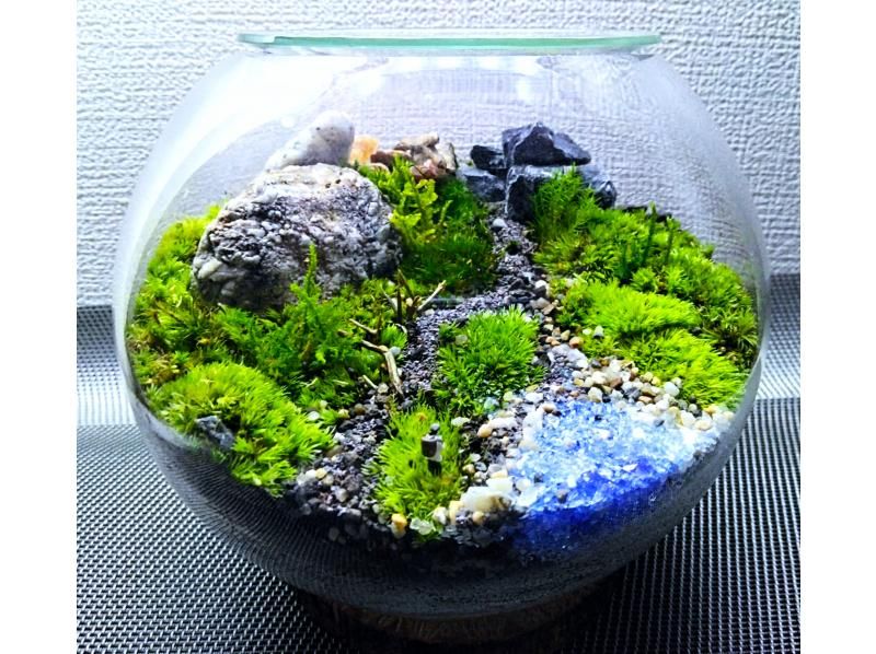 [Tokyo/ Shinjuku] Expanding nature! Moss terrarium (cute glass ball) creation experience ♪の紹介画像