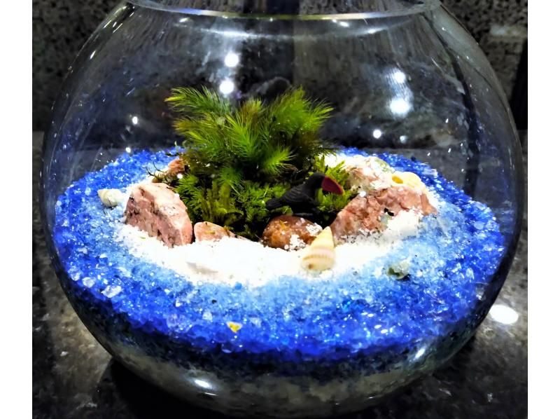 [Tokyo/ Shinjuku] Expanding nature! Moss terrarium (cute glass ball) creation experience ♪の紹介画像