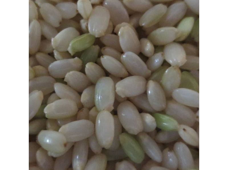 [Tokyo, Asakusa]adult classrooms-Enzyme brown rice, rice milk, germinated brown rice for more delicious and healthy! Easy brown rice classroom at homeの紹介画像