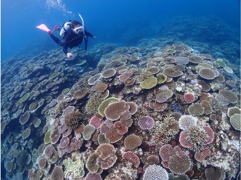 【沖縄・石垣島】半日体験ダイビング《水中写真プレゼント》