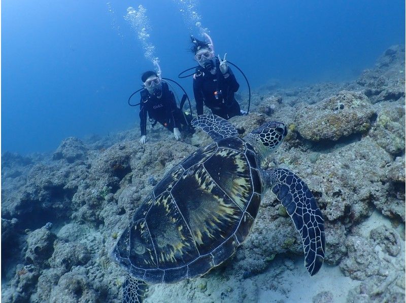 【沖縄・石垣島】半日体験ダイビング《水中写真プレゼント》