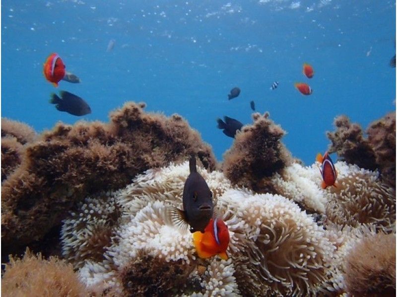 【沖縄・備瀬】お手軽ビーチシュノーケリングの紹介画像