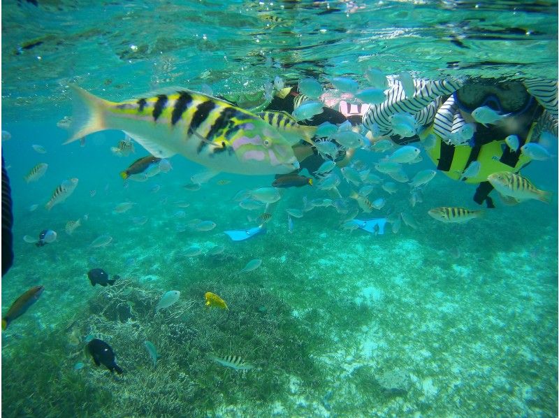 【沖縄・備瀬】お手軽ビーチシュノーケリングの紹介画像