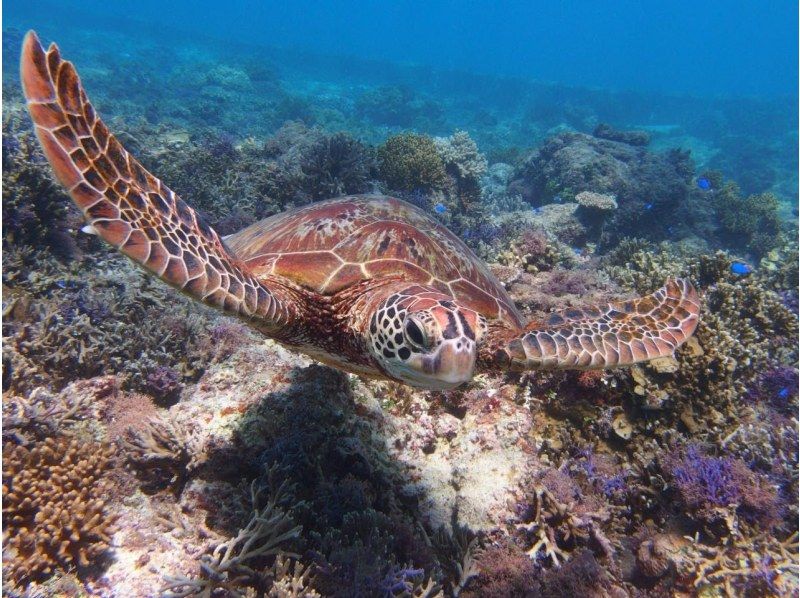 Sea turtle snorkeling tour (2 hours) ☆ Tour high-quality photo gift ☆の紹介画像