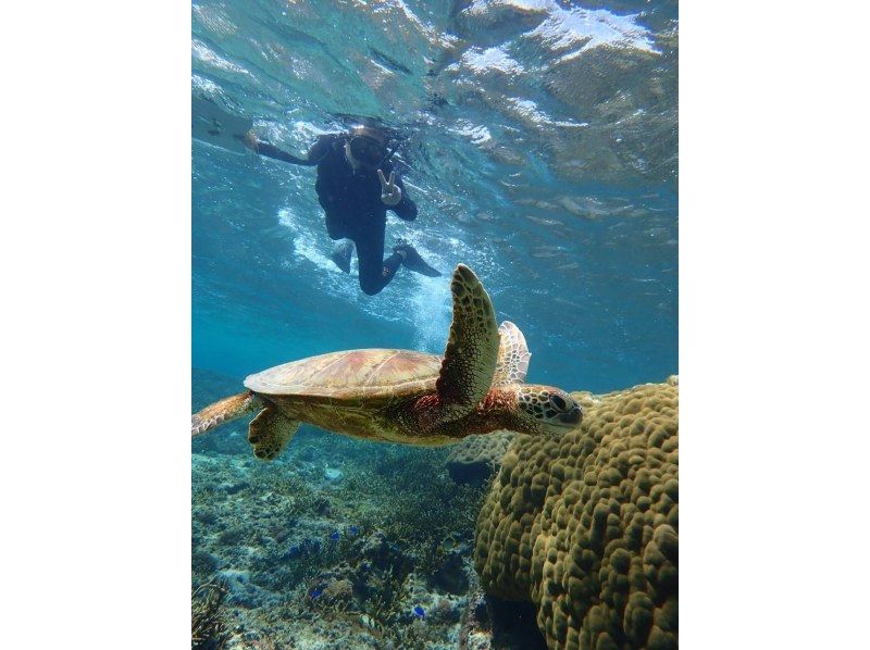 Sea turtle snorkeling tour (2 hours) ☆ Tour high-quality photo gift ☆の紹介画像