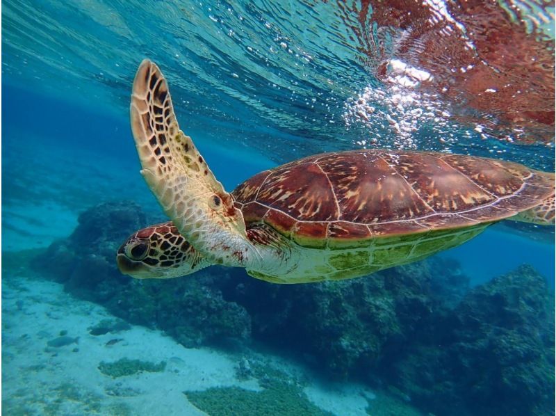 Sea turtle snorkeling tour (2 hours) ☆ Tour high-quality photo gift ☆の紹介画像