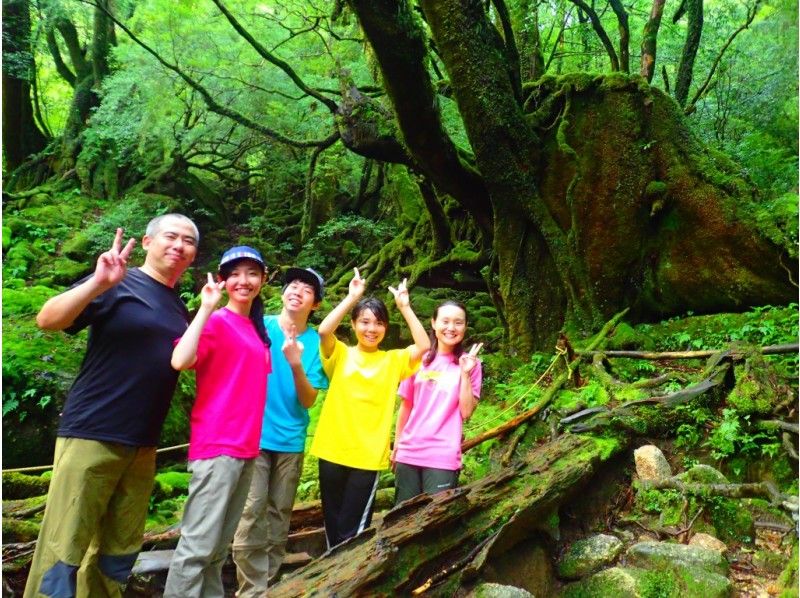 【鹿児島・屋久島】幻想的な苔むす森へ！少人数制のガイド付き「白谷雲水峡ツアー」（ 太鼓岩までの往復）の紹介画像