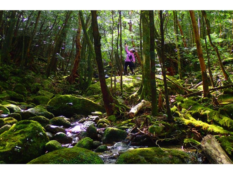 【鹿児島・屋久島】幻想的な苔むす森へ！少人数制のガイド付き「白谷雲水峡ツアー」（ 太鼓岩までの往復）の紹介画像