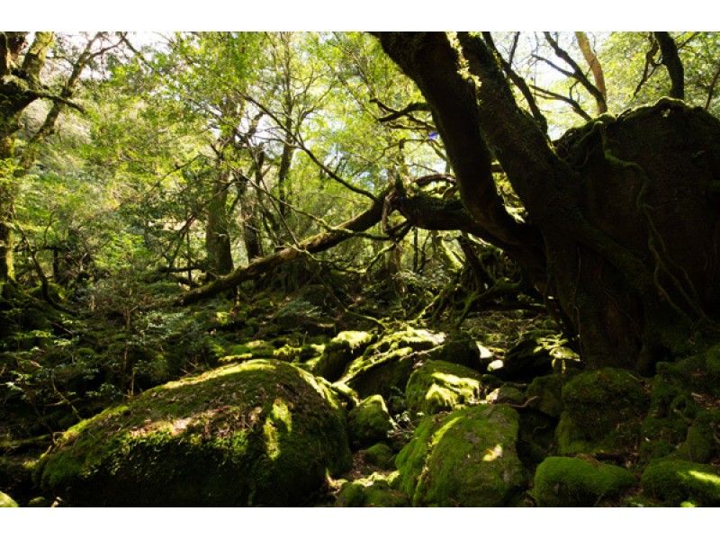 【鹿児島・屋久島】幻想的な苔むす森へ！少人数制のガイド付き「白谷雲水峡ツアー」（ 太鼓岩までの往復）の紹介画像