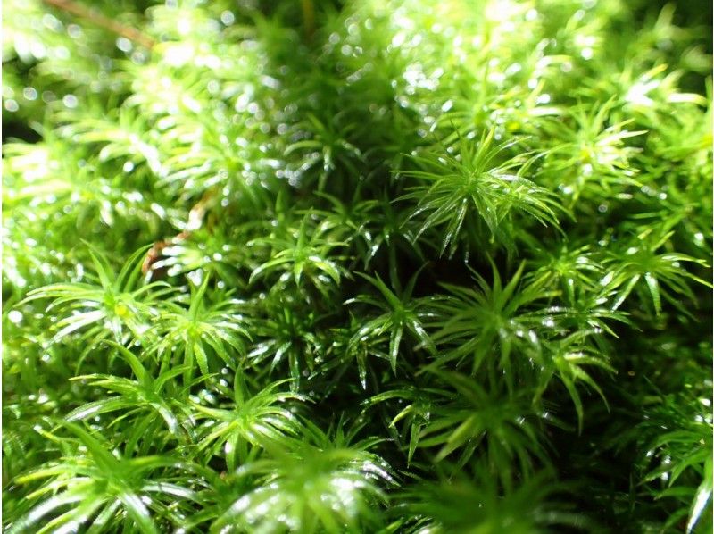 【鹿児島・屋久島】幻想的な苔むす森へ！少人数制のガイド付き「白谷雲水峡ツアー」（ 太鼓岩までの往復）の紹介画像