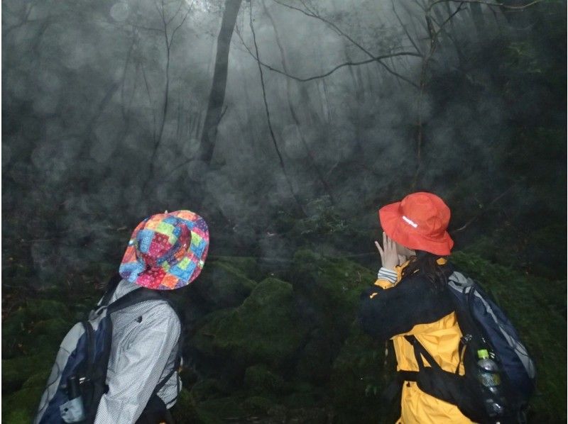 【鹿児島・屋久島】幻想的な苔むす森へ！少人数制のガイド付き「白谷雲水峡ツアー」（ 太鼓岩までの往復）の紹介画像