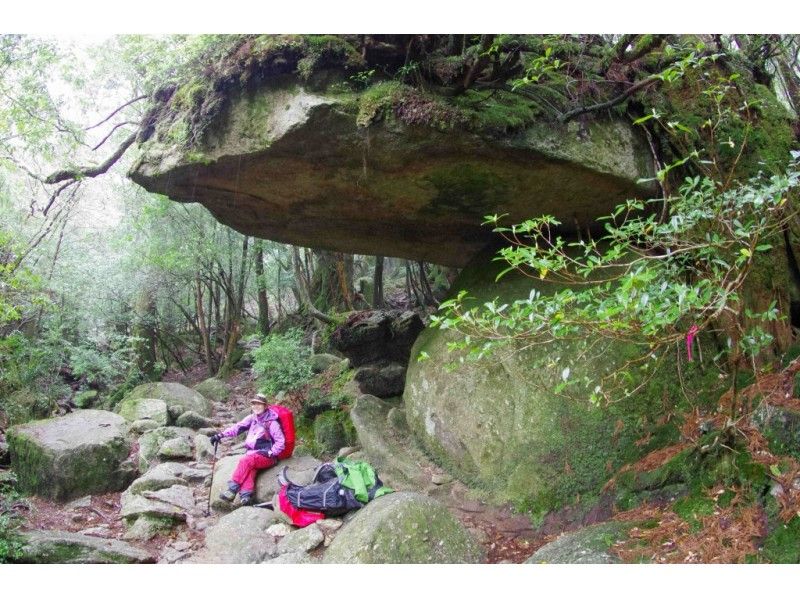 【鹿児島・屋久島】幻想的な苔むす森へ！少人数制のガイド付き「白谷雲水峡ツアー」（ 太鼓岩までの往復）の紹介画像