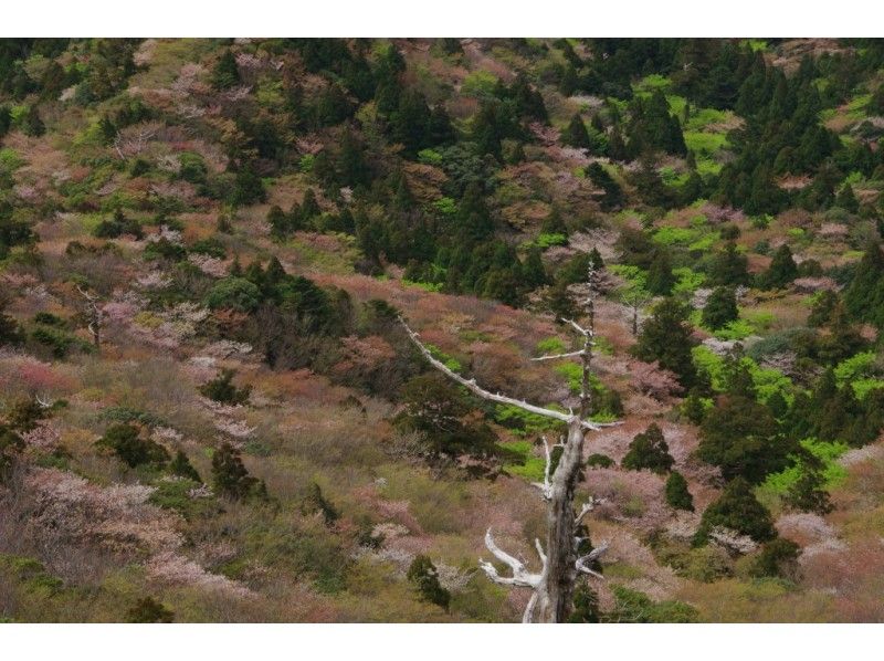 【鹿児島・屋久島】幻想的な苔むす森へ！少人数制のガイド付き「白谷雲水峡ツアー」（ 太鼓岩までの往復）の紹介画像