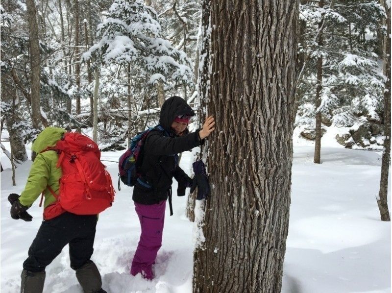 【栃木・矢板市】日光国立公園高原山で雪遊び！森雪(しんせつ)スノーシュー＆ハンモックトレッキング！犬もOK！の紹介画像